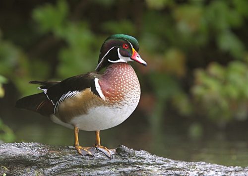 a duck protected by the Portland Audubon Society
