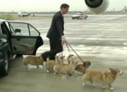 Queens corgis escorted to an airplane.