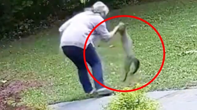 Woman Fighting Rabid Fox. 