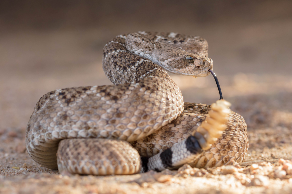 A rattlesnake coiled on the ground and ready to strike