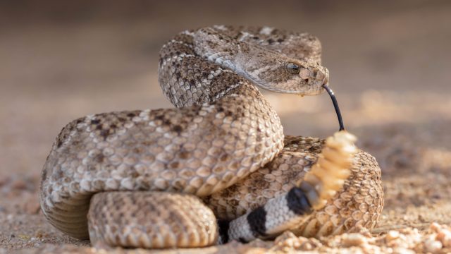 A rattlesnake coiled on the ground and ready to strike