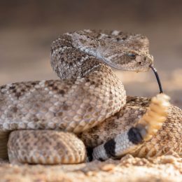 A rattlesnake coiled on the ground and ready to strike