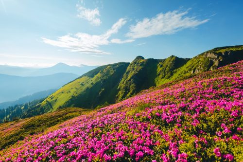 LLandscape in sunny summer day with pink rhododendron flowers.