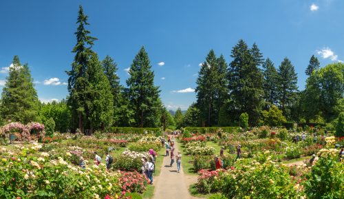 things to do in portland - visit the rose test garden