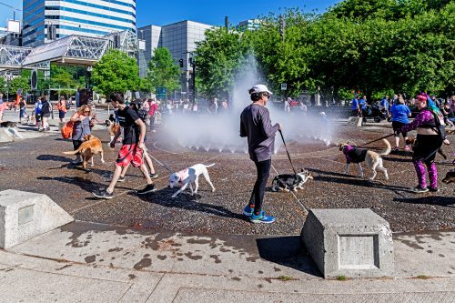 people and dogs cooling off in the salmon springs fountain in Portland