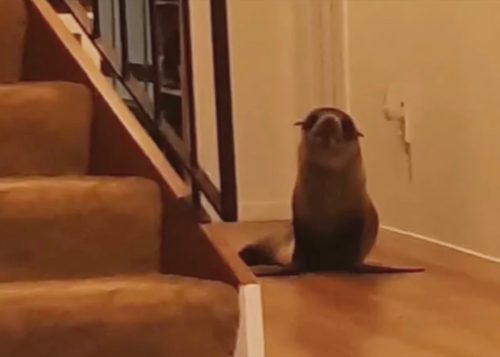 Seal at home