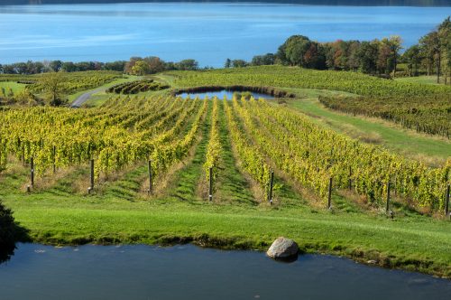 View of a vineyard overlooking Seneca Lake in the Finger Lakes region of New York