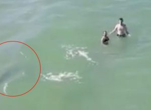 Video Captures Moment When Giant 7-Foot Shark Swims Up to Clueless Swimmers
