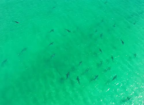 Group of sharks in water.