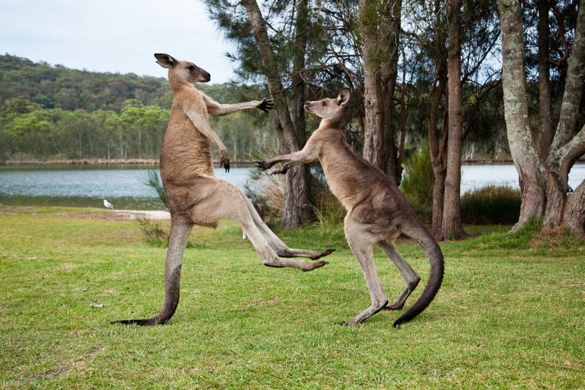 Video Shows Two Kangaroos Fighting Like WWE Wrestlers