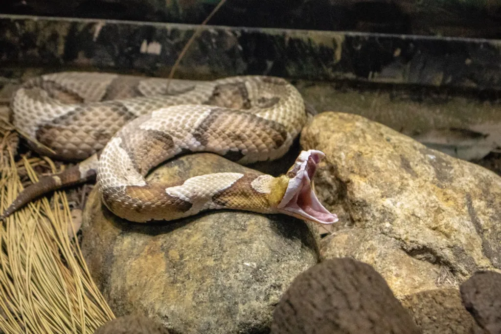 large copperhead snake