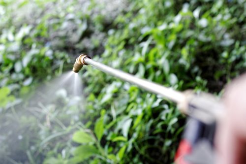 spraying herbicide on weeds