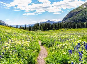 san juan national forest wildflowers