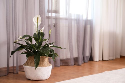 peace lily houseplant