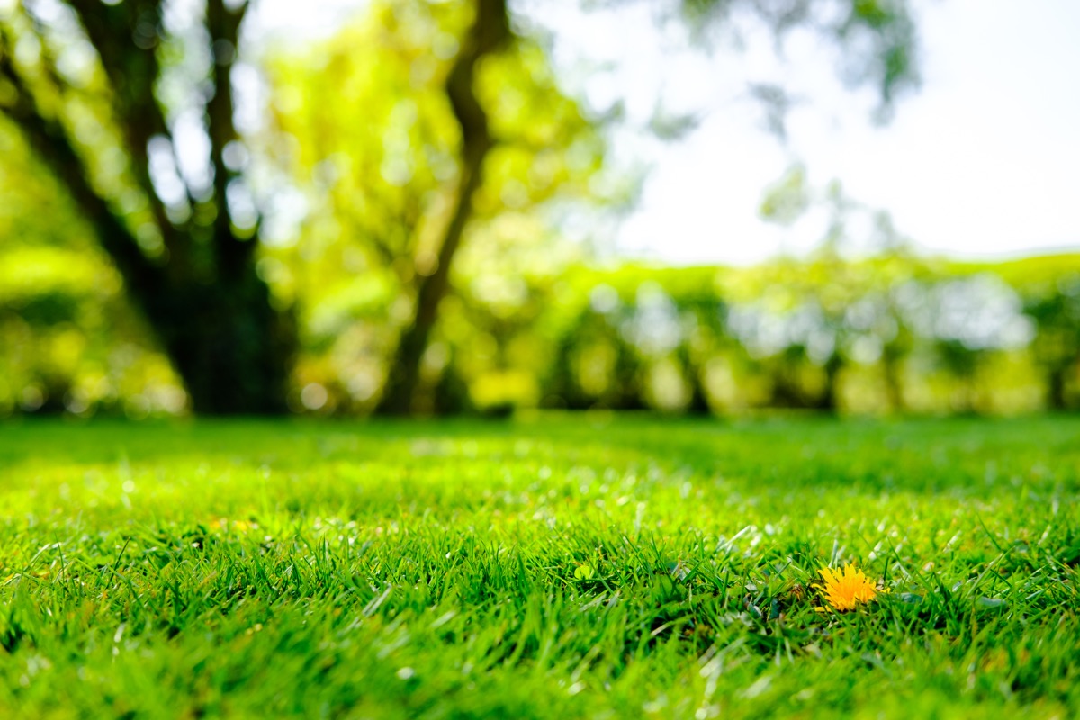 close up of grass in yard