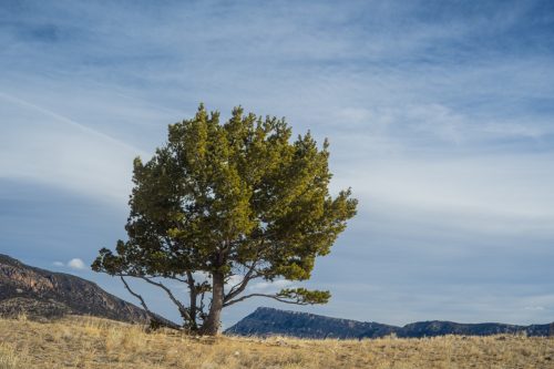công viên quốc gia whitebark thông yellowstone