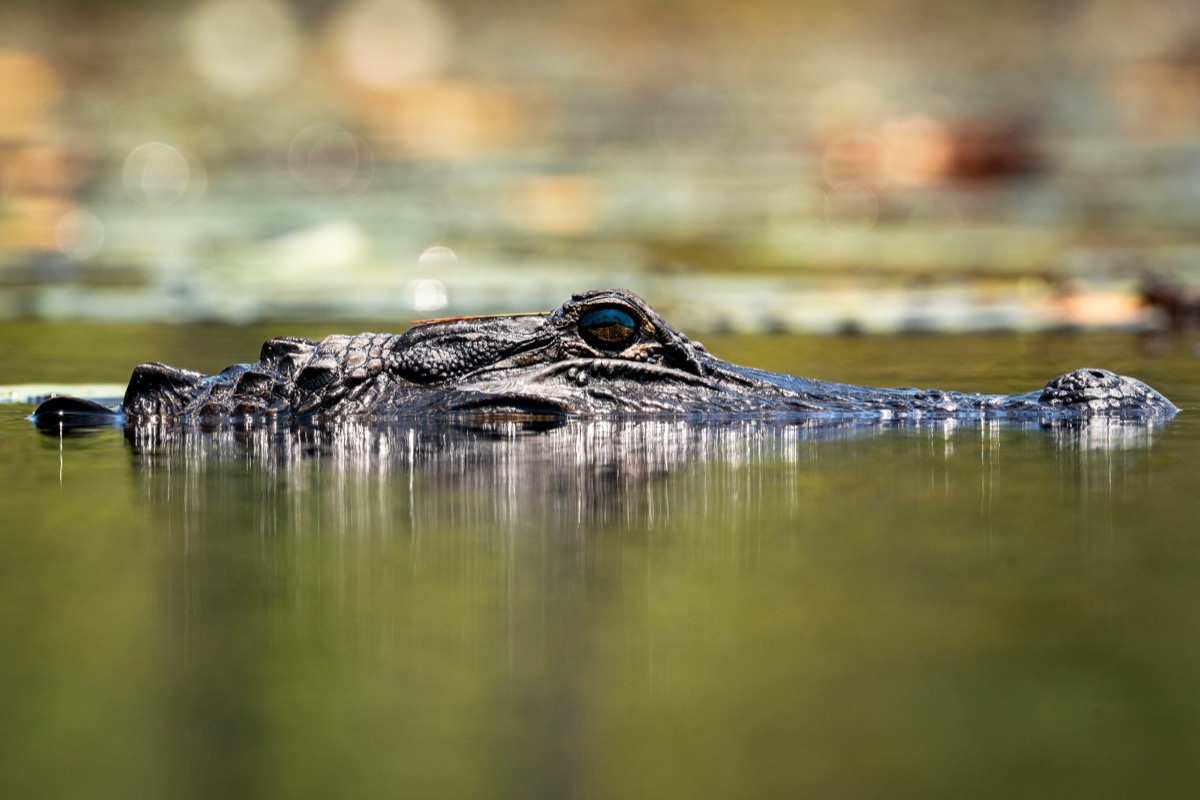 Video Shows Alligator Flying High Into Air to Catch Unusual Prey