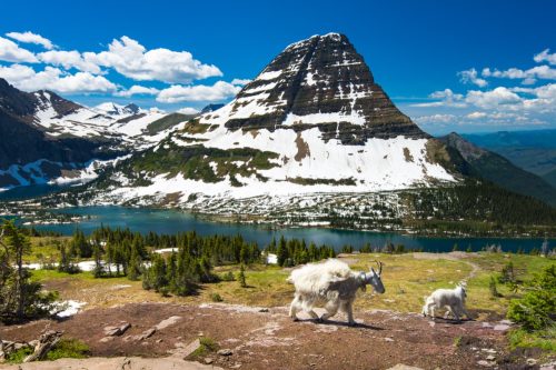 mountain goats at glacier national park