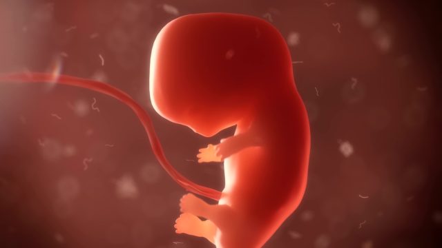 Embryo,Phase,Of,Born,3d,Render