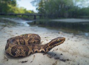 cottonmouth snake
