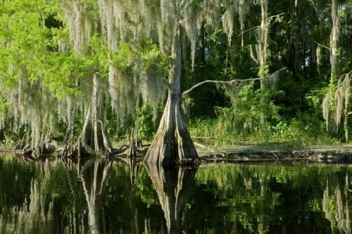Parcul Național Everglades
