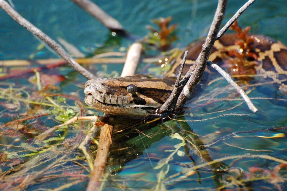 Invasive 200-Pound Pythons Are Spreading In The U.S. — Best Life