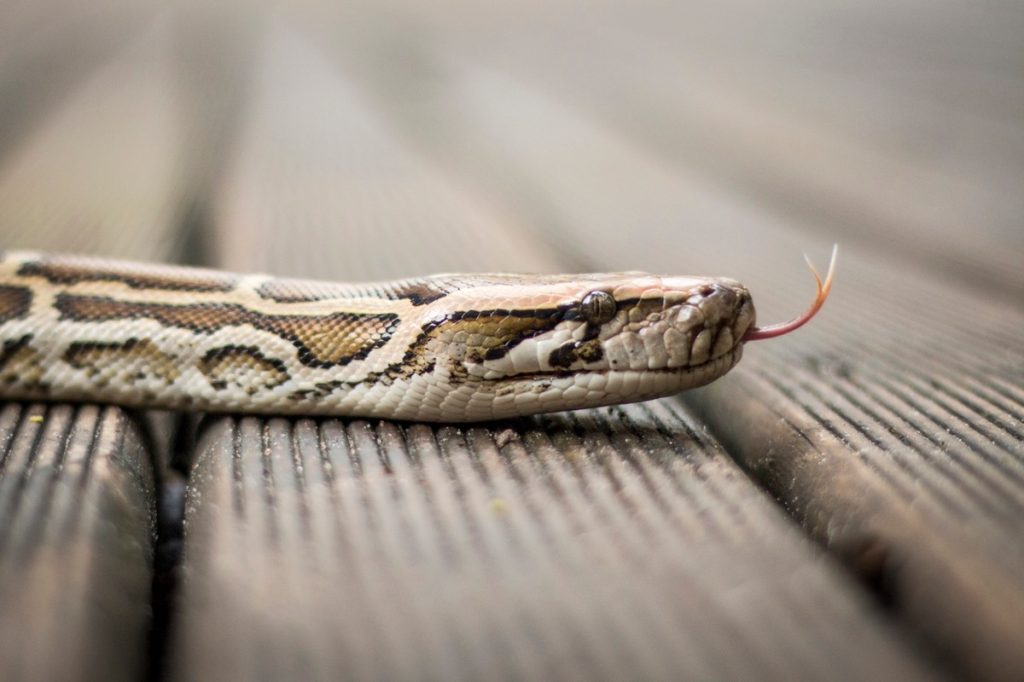 Python snake on the hardwood floor
