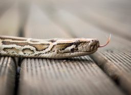 Python snake on the hardwood floor