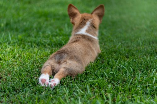 Corgi Puppy Sploot in grass