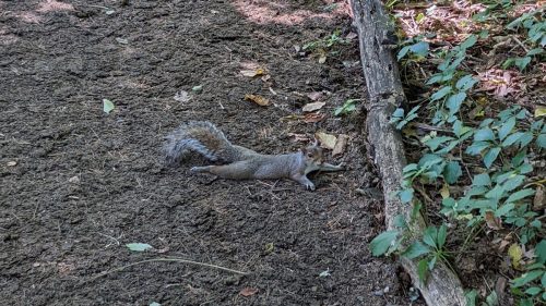 Squirrels keep cool by splooting.