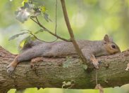 squirrels keep cool by splooting