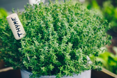 Thyme plant in a pot.