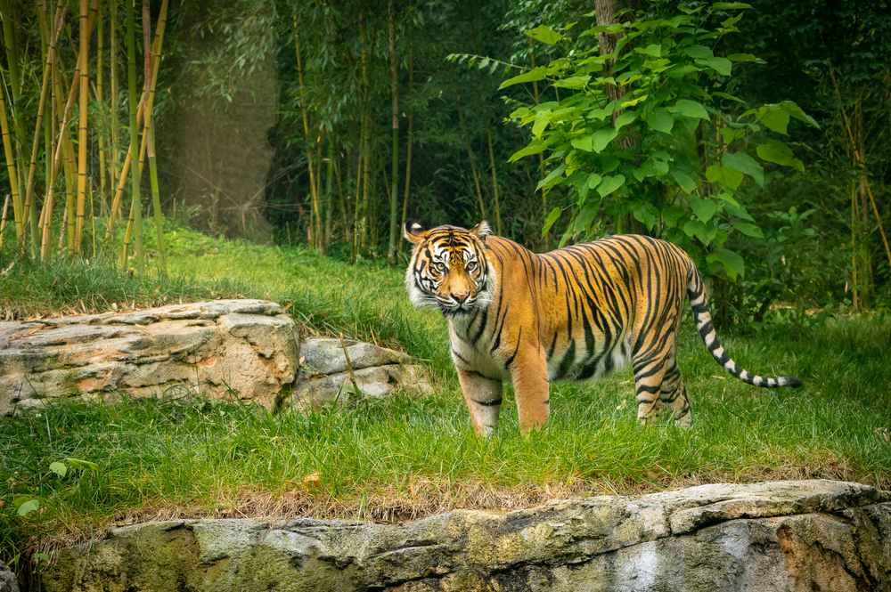 A tiger standing in an enclosure at the Nashville Zoo