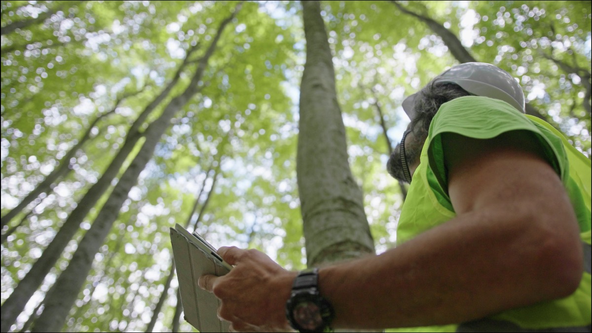 Un ecologist de mediu examinează starea pădurii și a copacilor.  Conservarea mediului.