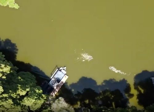 Un atac de aligator pare să înoate un triatlon în pregătirea evenimentului, în imaginile cu dronă capturate deasupra lacului Thonotosassa, Florida