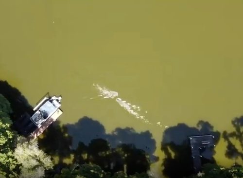 Alligator attack of triathlete swimming in preparation for event is visible in drone footage taken above Lake Thonotosassa, FL