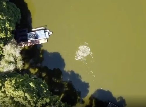 Un atac de aligator pare să înoate un triatlon în pregătirea evenimentului, în imaginile cu dronă capturate deasupra lacului Thonotosassa, Florida