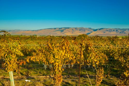 A vineyard at end of harvest in Walla Walla, Washington