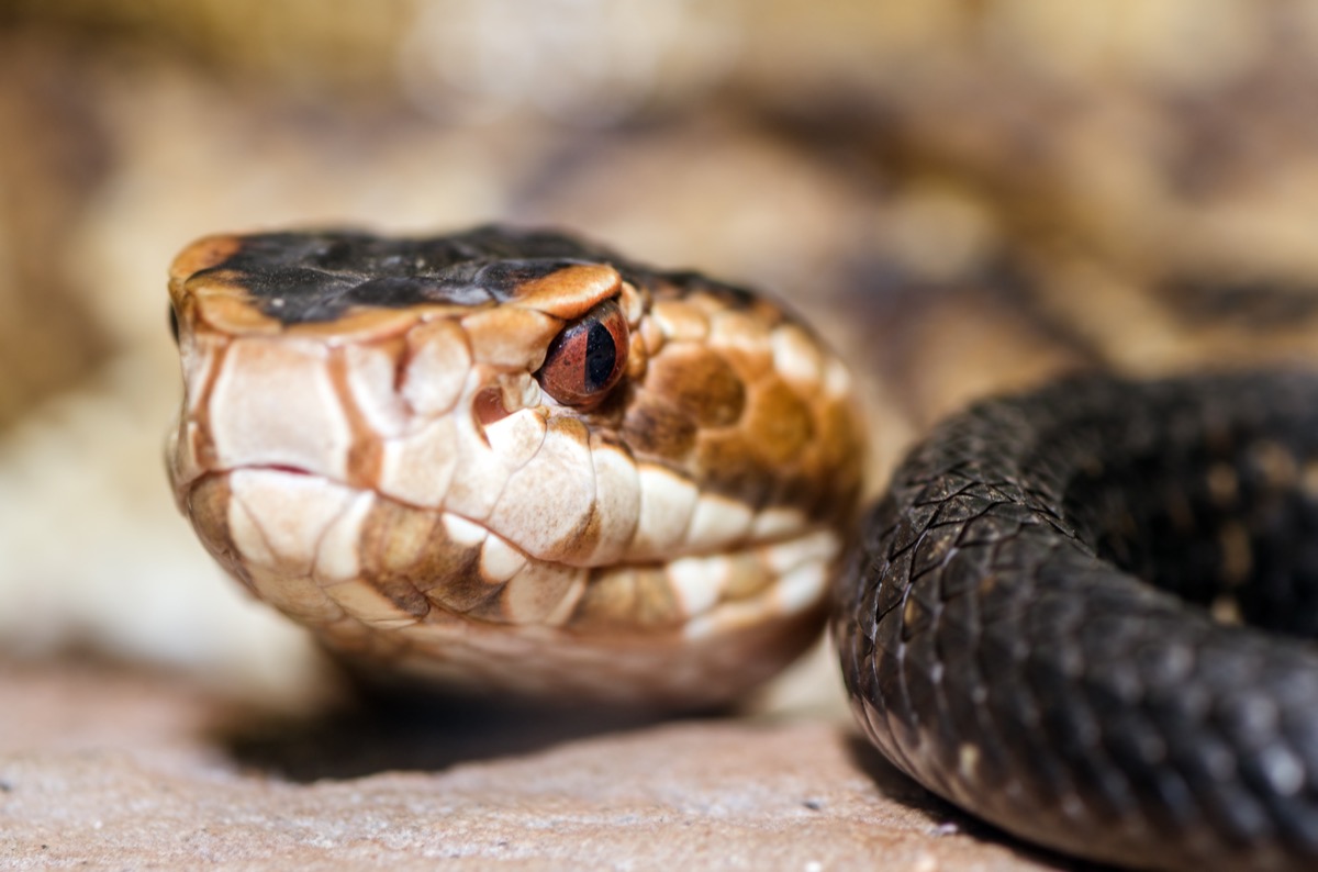 Close up image of cottonmouth snake.