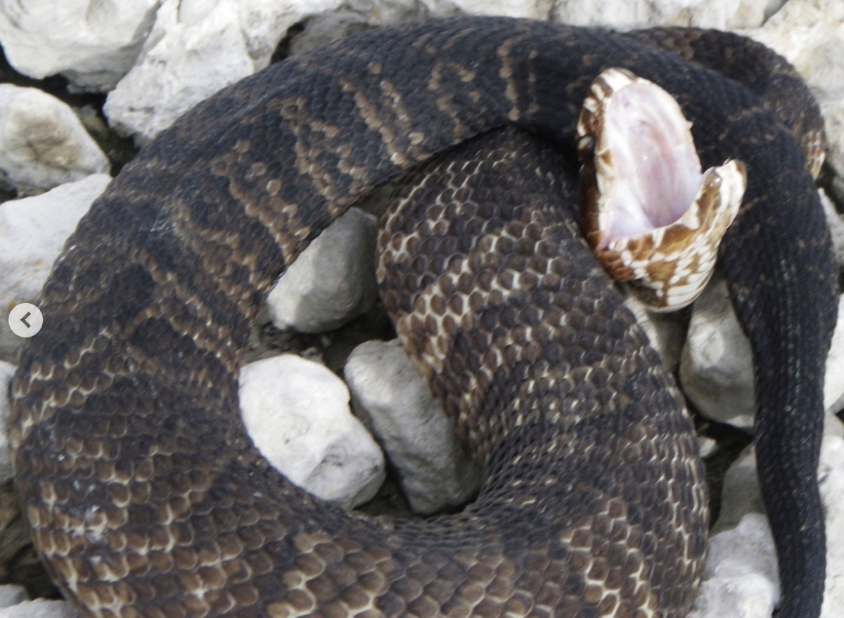 Burmese Python Eaten by Cottonmouth Snake in Florida