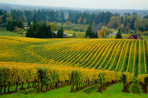 The rolling hills of a vineyard in the Willamette Valley in Oregon.