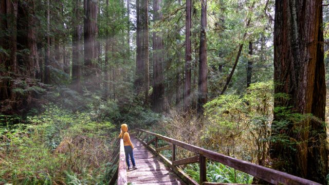 A hiker on a wooden footbridge in Redwood National Park