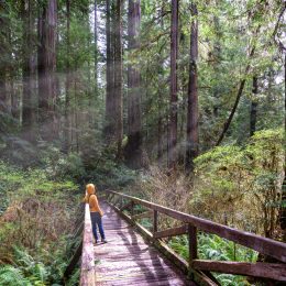 A hiker on a wooden footbridge in Redwood National Park