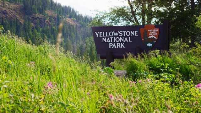 A sign for Yellowstone National Park surrounded by grass and flowers