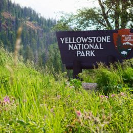 A sign for Yellowstone National Park surrounded by grass and flowers