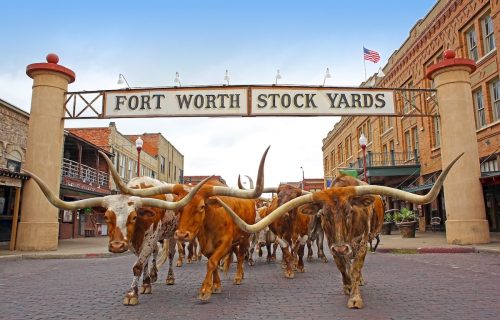 The Fort Worth Herd of bulls at Fort Worth Stock Yards, Texas.