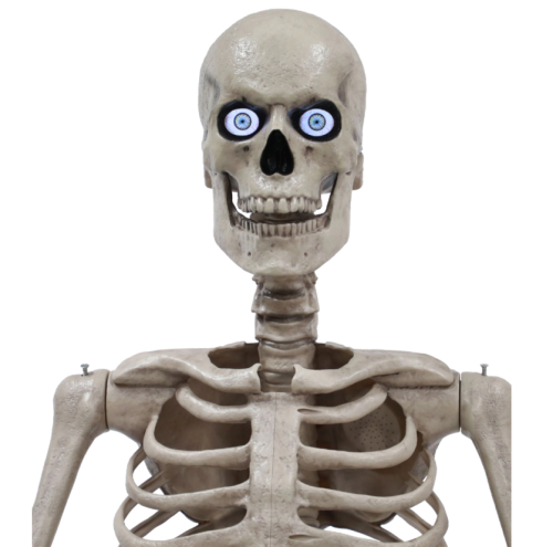 best buy skeleton