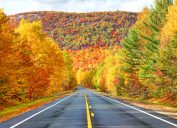 A road surrounded on all sides by tress in fall foliage colors