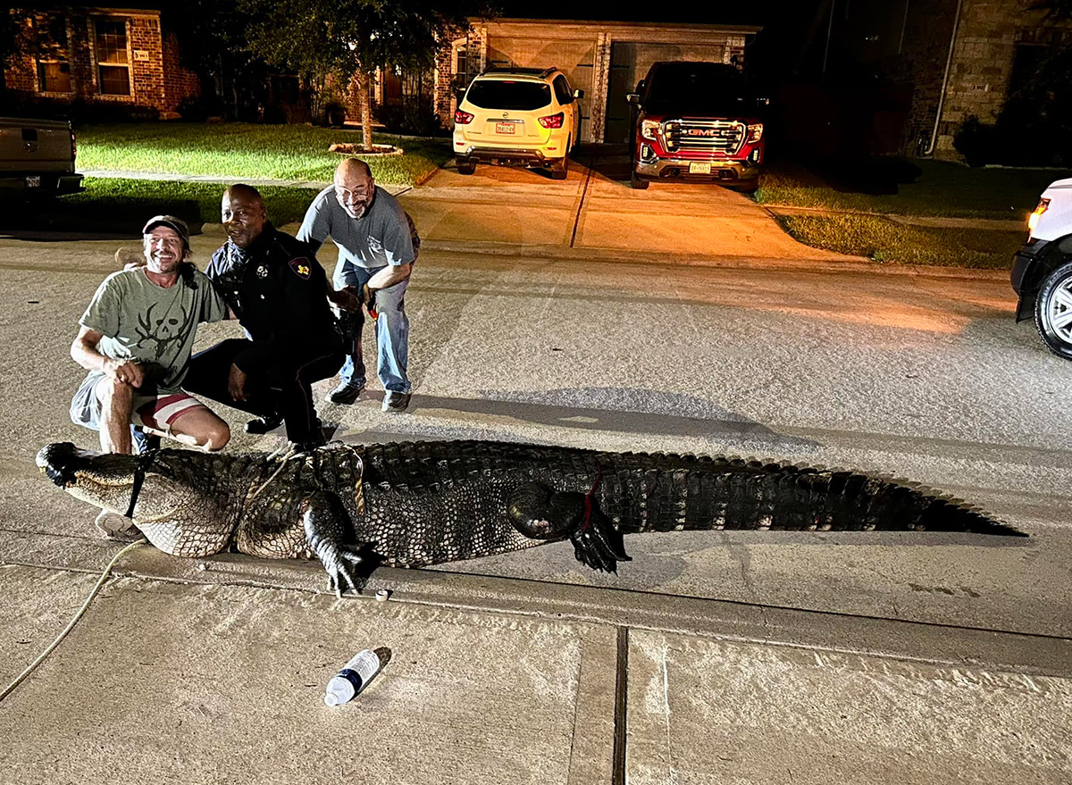 10-Foot Alligator Having 