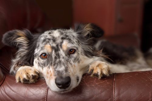 A Border collie/ Australian shepherd dog on leather couch armchair looking sad